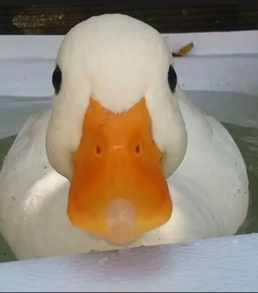 Profil von Leito